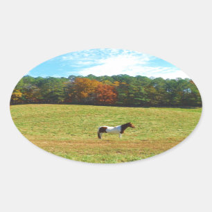 Brown & White horse,autumn trees,blue sky Oval Sticker