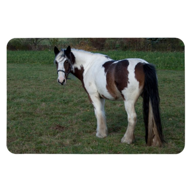 Brown White Horse Magnet (Horizontal)
