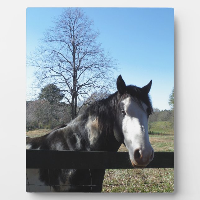 Brown &White, Painted Horse, bright blue sky Plaque (Front)