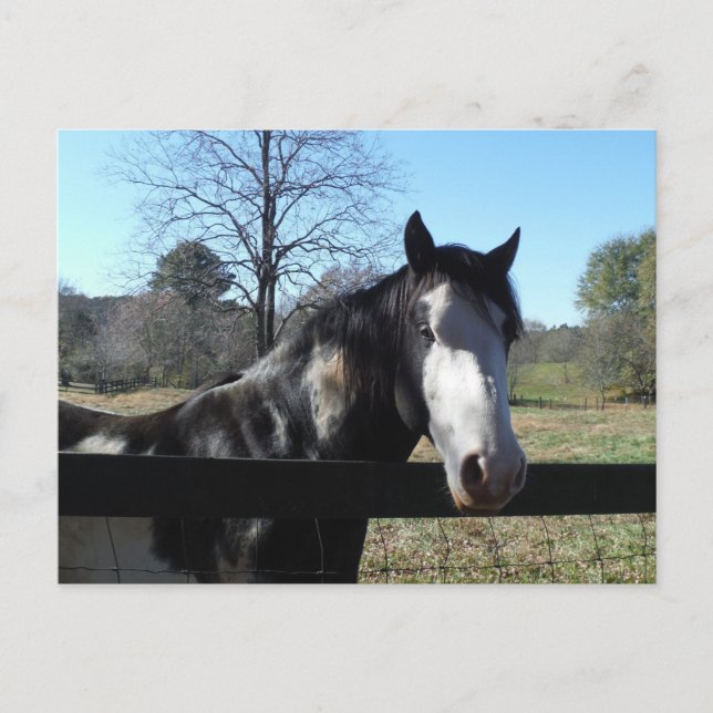 Brown &White, Painted Horse, bright blue sky Postcard (Front)