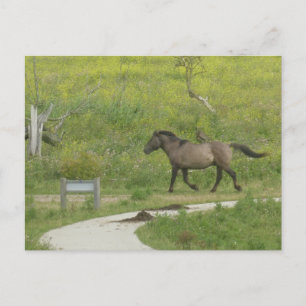 Brown Wild Horse crossing Road DIY Postcard