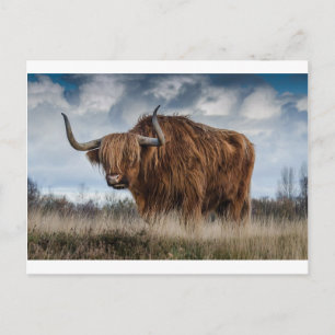 Brown Yak on Green and Brown Grass Field Postcard