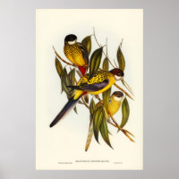 Brown's Parakeet by Elizabeth Gould