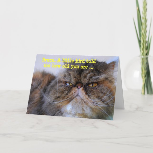 Bruce Happy Birthday Humour Calico Persian Kitty Card (Front)