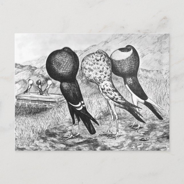 Brunner Pouter Pigeons Postcard (Front)