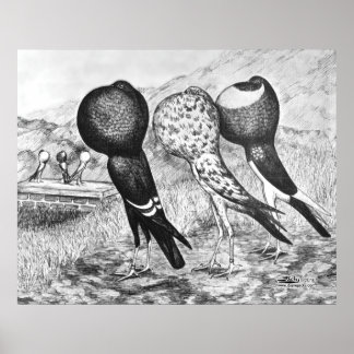 Brunner Pouter Pigeons Poster