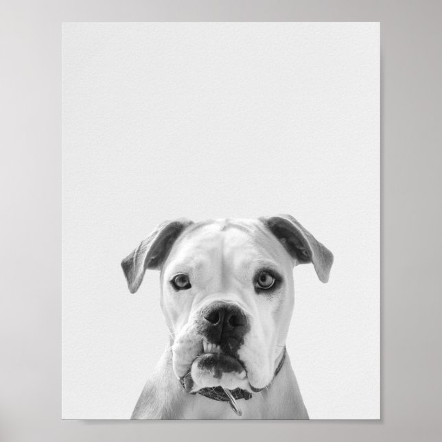 Bruno the American Bulldog Poster (Front)