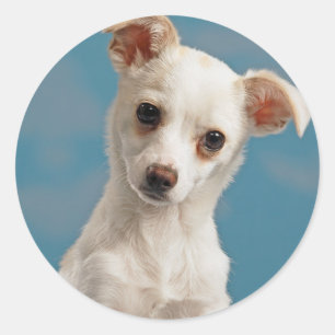 Bruno the Chihuahua Puppy Classic Round Sticker