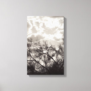 Brush Backlight Sonoran Desert B&W Photo Art Print