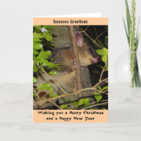 Brushtail Possum Xmas Card