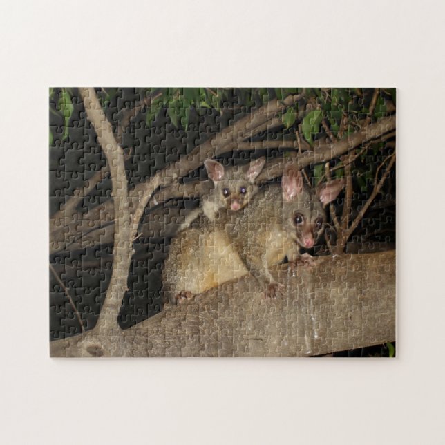 Brushtail Possums Jigsaw Puzzle (Horizontal)