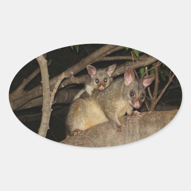 Brushtail Possums Oval Sticker (Front)