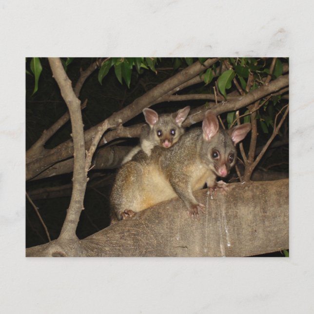 Brushtail Possums Postcard (Front)
