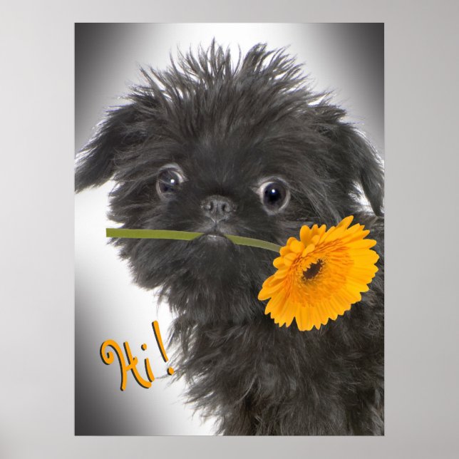 Brussels Griffon black with Daisy Poster (Front)