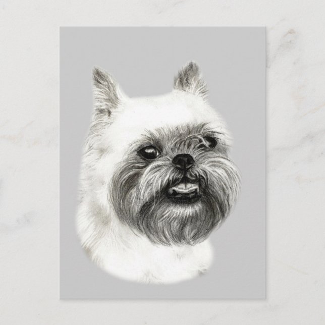 Brussels Griffon Dog Drawing Postcard (Front)