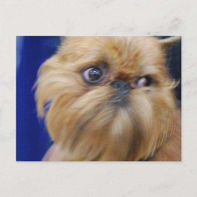 Brussels Griffon Dog Postcard (Front)
