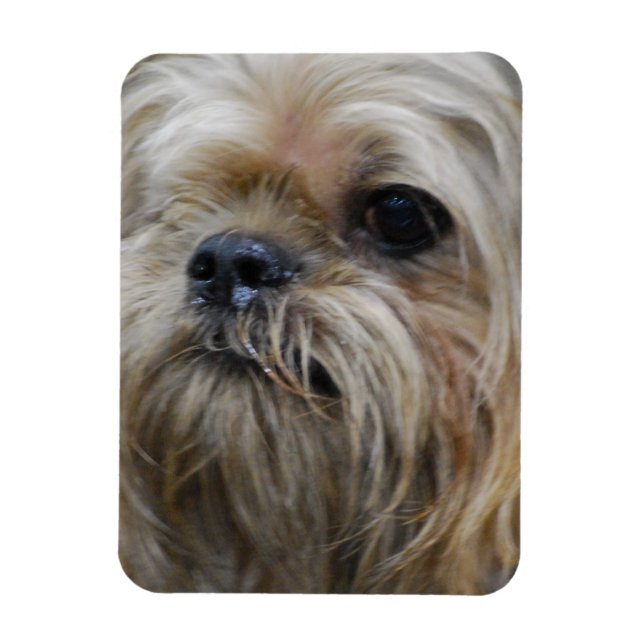 Brussels Griffon Magnet (Vertical)