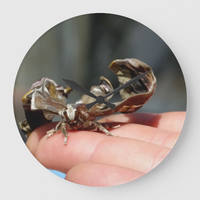 Brutal Insect Photo Baby Butterfly Round Clock (Front)