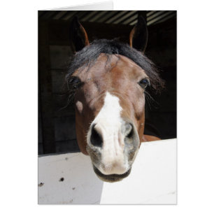 Brwon and white horse in barn