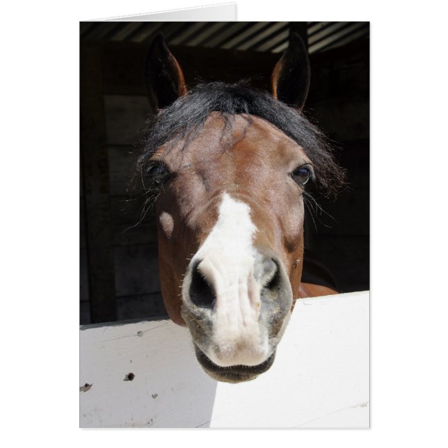 Brwon and white horse in barn (Front)