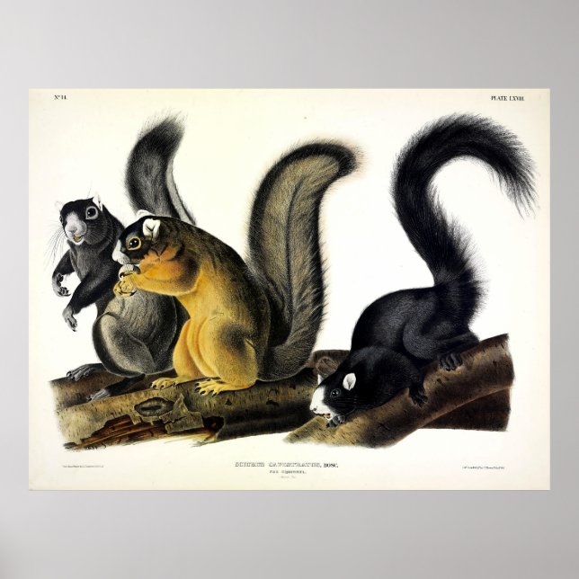 Bryant's Fox Squirrel by John James by Audubon Poster (Front)