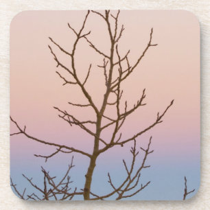 Bryce Canyon, Utah. Bare tree in front of sunset Coaster