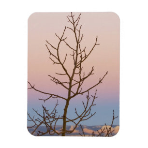 Bryce Canyon, Utah. Bare tree in front of sunset Magnet