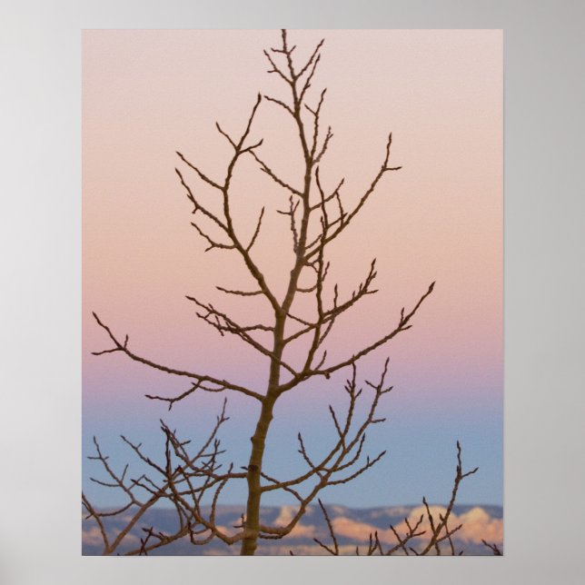 Bryce Canyon, Utah. Bare tree in front of sunset Poster (Front)