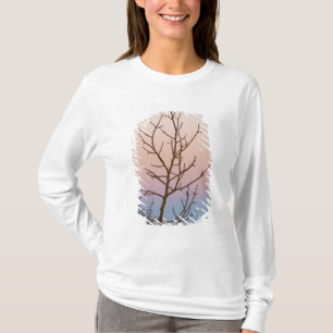 Bryce Canyon, Utah. Bare tree in front of sunset T-Shirt