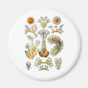 Bryozoa Magnet