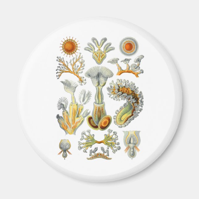 Bryozoa Magnet (Front)