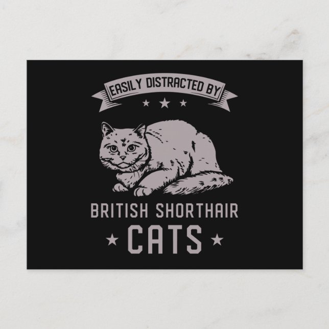 BSH British Shorthair Cat Postcard (Front)
