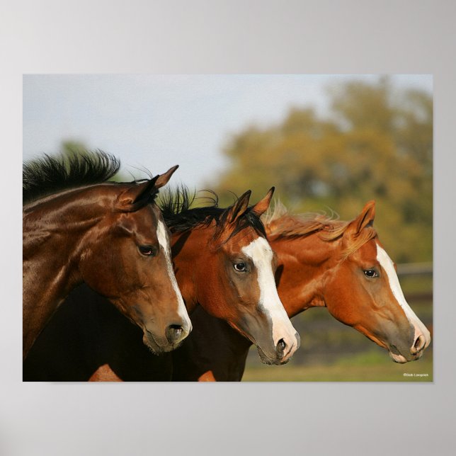 BThree Quarter Horses Running Headshots Poster (Front)