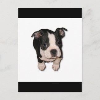 BTpup Postcard