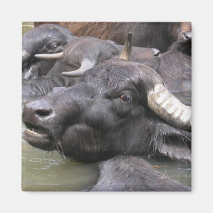 Bubalus bubalis magnet