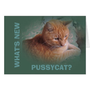 Bubba the Orange Tabby Tomcat