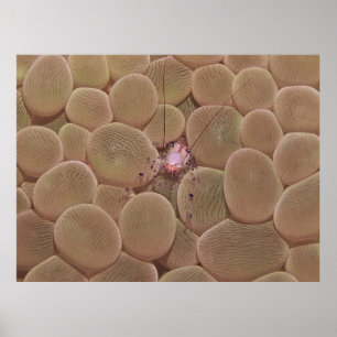 Bubble Coral Shrimp Poster