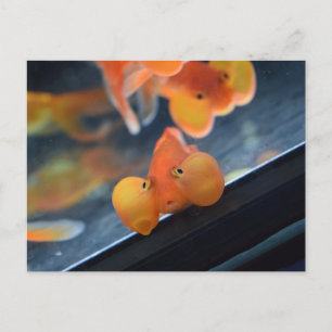 Bubble Eye Goldfish Postcard