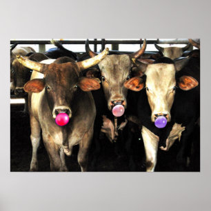 Bubble Gum Blowing Rodeo Bull Cows Western Art Poster