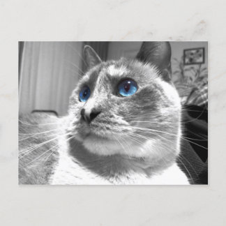 Bubble's Mesmerising Blues Postcard