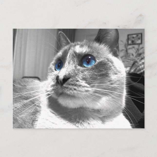 Bubble's Mesmerising Blues Postcard (Front)