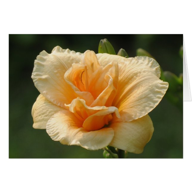 Bubbly - Daylily (Front Horizontal)