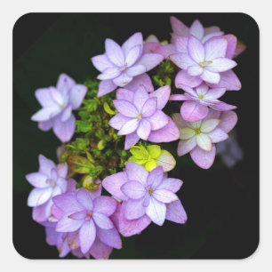 Buch of Many Petaled Purple Flowers Square Sticker