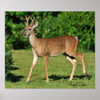 Buck by  Angel Cher Poster