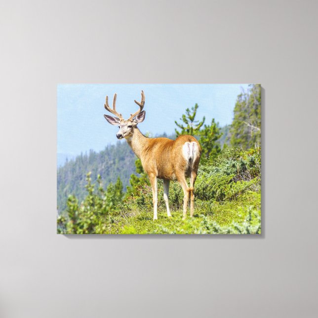 Buck Canvas Print (Front)