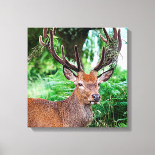Buck Canvas Print
