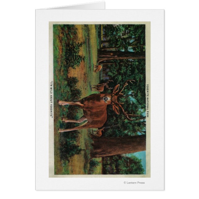 Buck Deer at Yosemite National Park (Front)