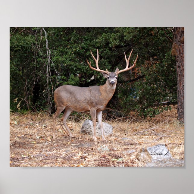 Buck Deer in California USA Canvas Print (Front)