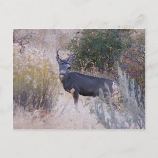 Buck Deer Postcard