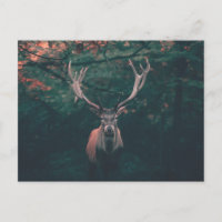 Buck Deer Wild Animal